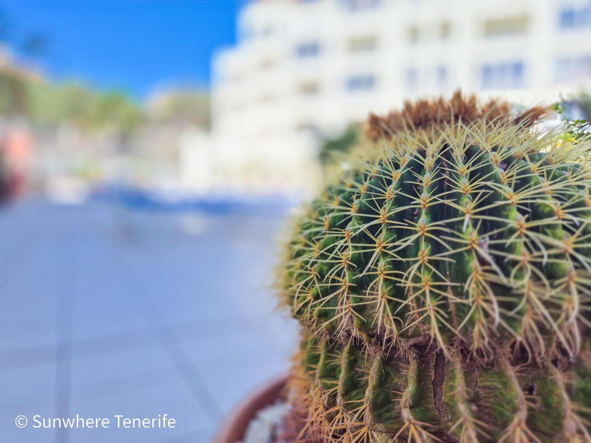 Mona'S Point Tenerife - Aircon, Private Parking And Heated Pool San Miguel de Abona Buitenkant foto